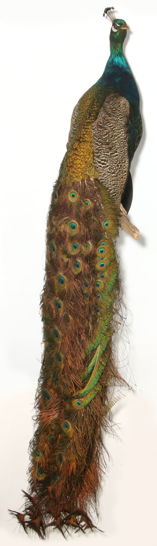 Wall mount taxidermied peacock