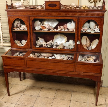 Edwardian Inlaid Specimen Cabinet with Sea Shell Collection