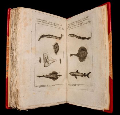 A Small Library of Early Volumes on Ichtyology