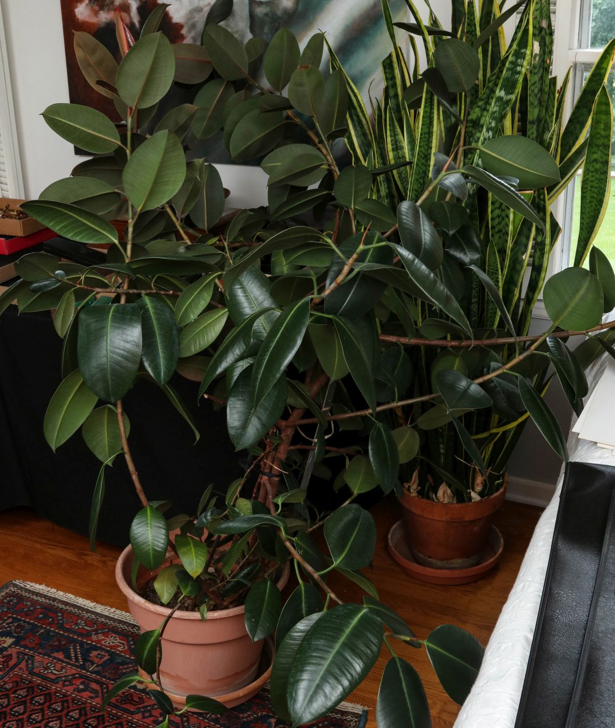 A GROUPING OF ROBUST LIVE RUBBER PLANTS
