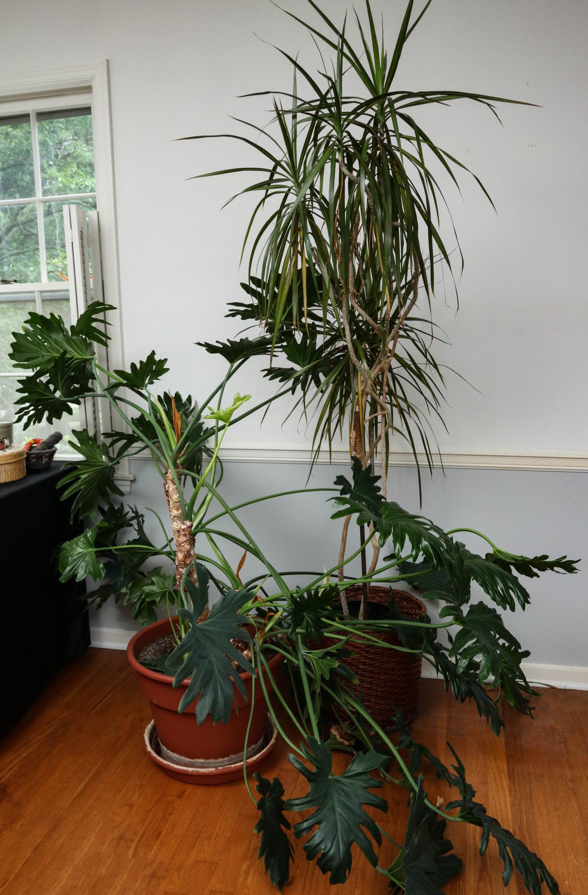 LARGE HOUSE PLANTS, PHILODENDRON AND YUCCA TREES
