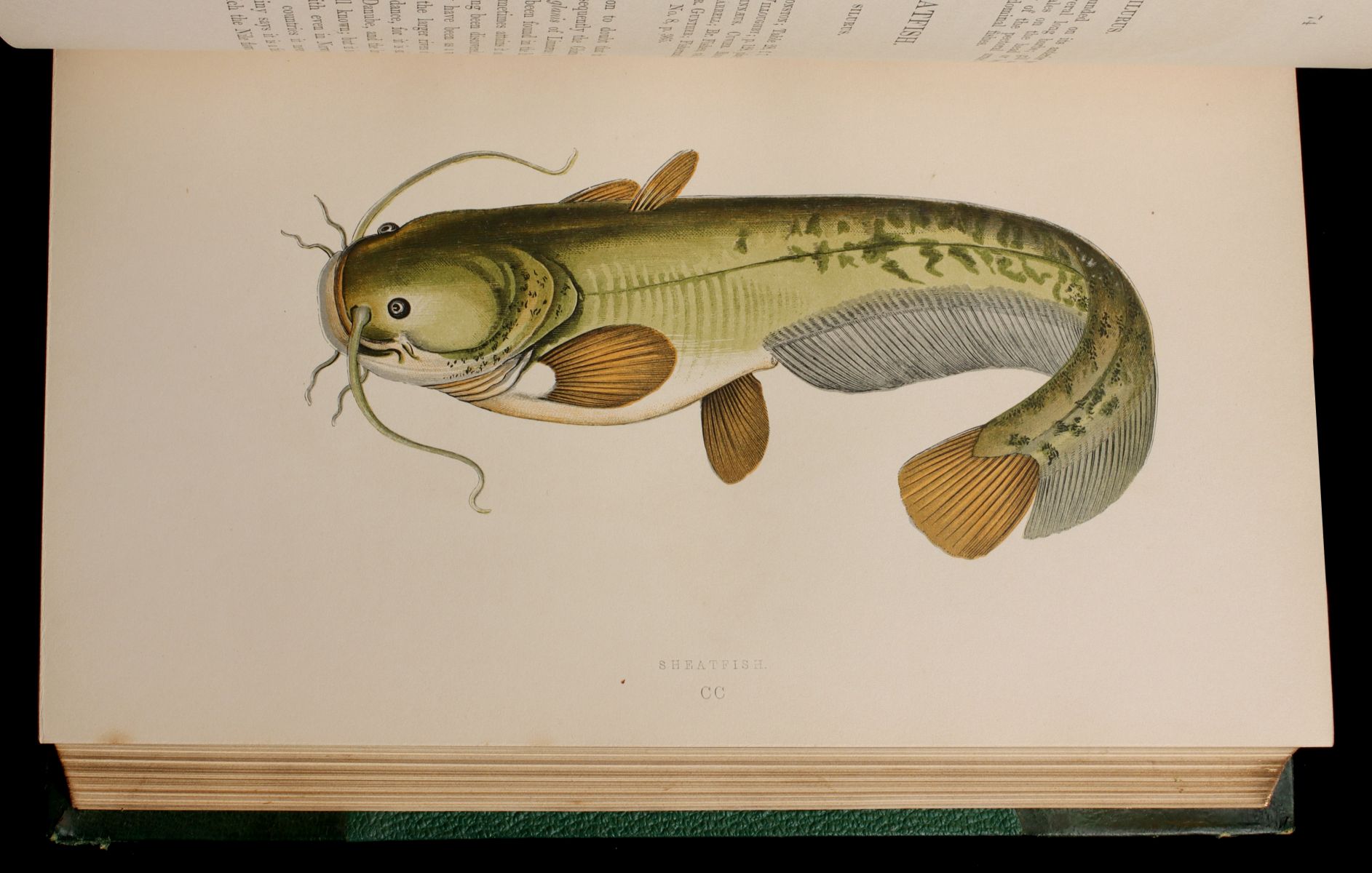 COUCH, JONATHAN. A HISTORY OF FISHES...BRITISH ISLES