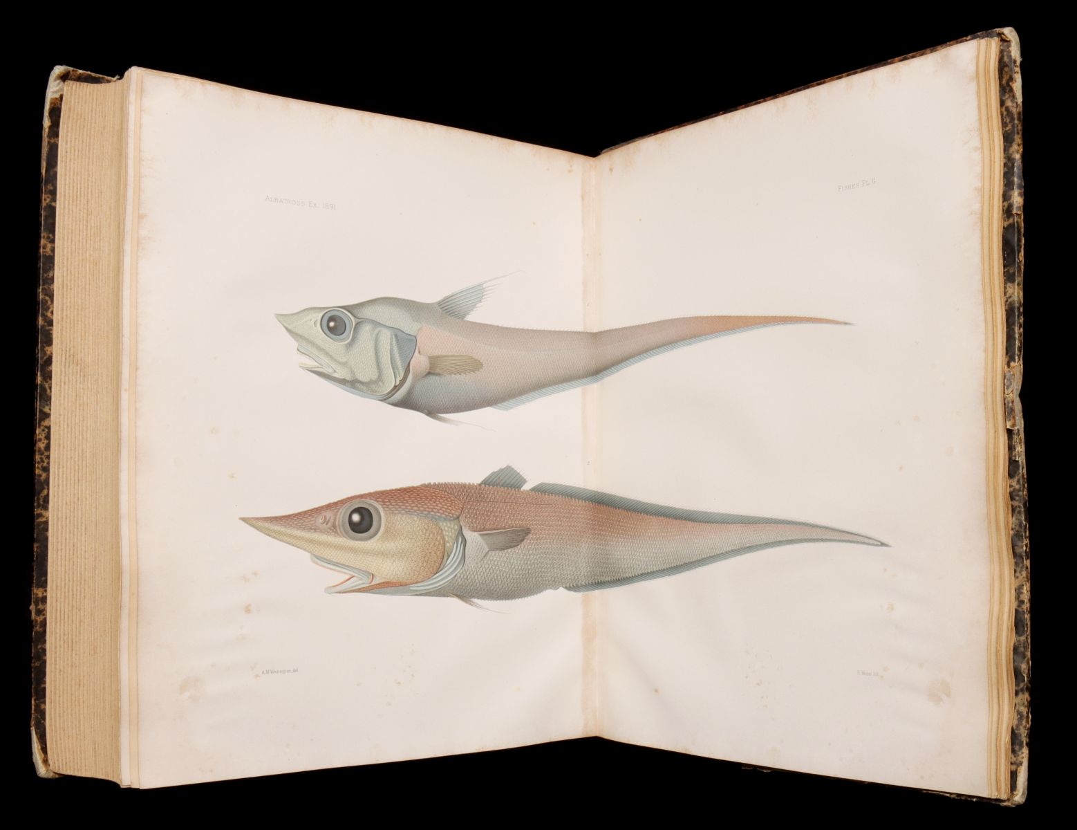 GARMAN: MEMOIRS...COMPARATIVE ZOOLOGY - THE FISHES 1899