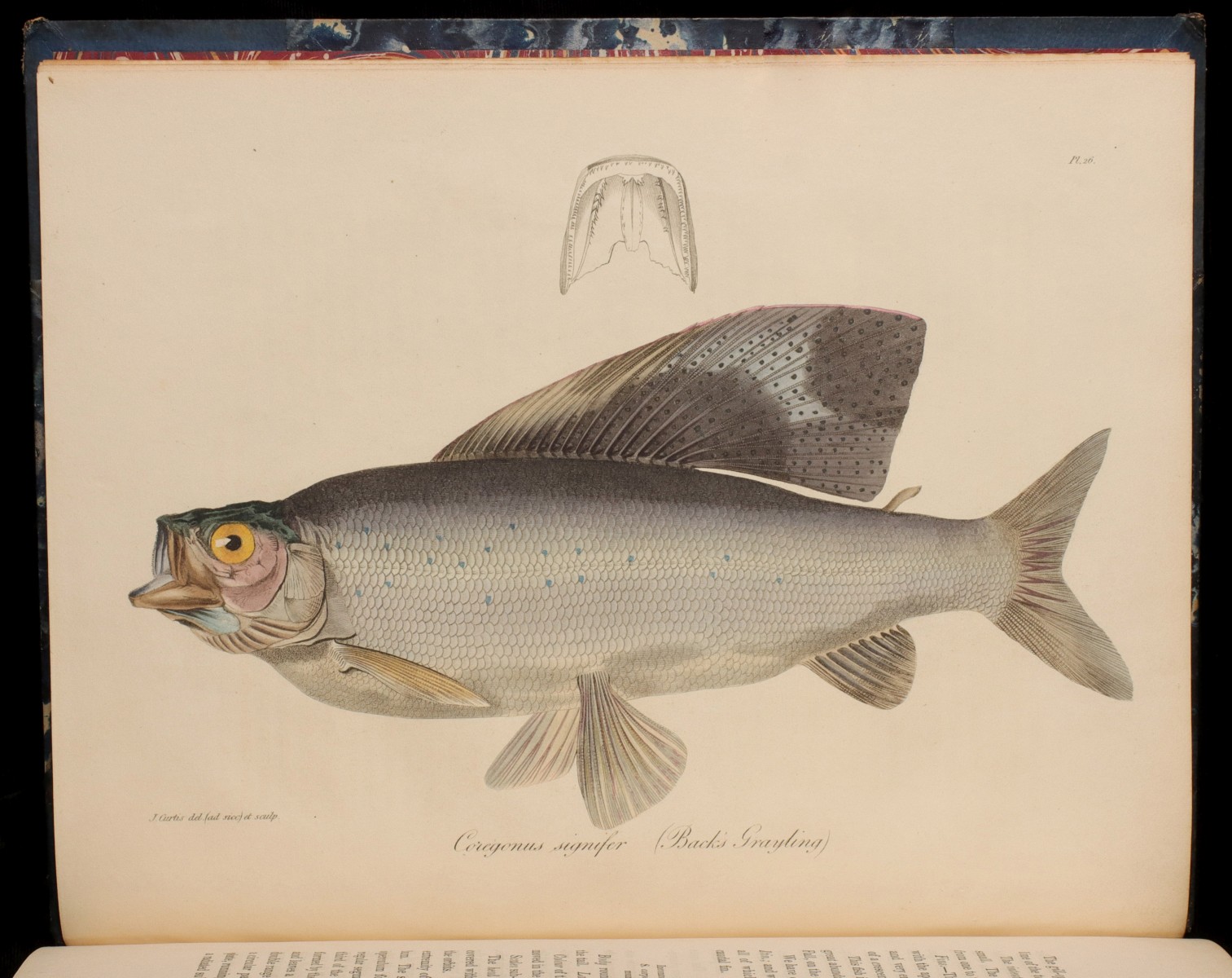 SIR JOHN RICHARDSON, NOTICES OF FISHES CIRCA 1820